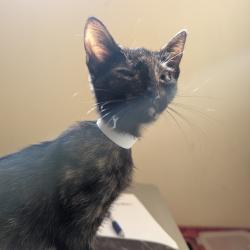 Shelter Stray Female Cat last seen , 361 S Raymond Ave, Pasadena, CA 91105, USA