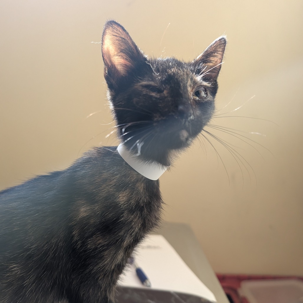 Shelter Stray Female Cat last seen , 361 S Raymond Ave, Pasadena, CA 91105, USA
