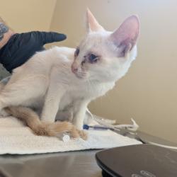Shelter Stray Female Cat last seen , 361 S Raymond Ave, Pasadena, CA 91105, USA