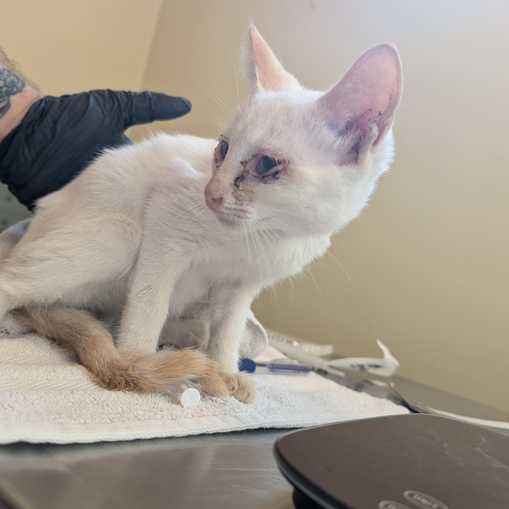Shelter Stray Female Cat last seen , 361 S Raymond Ave, Pasadena, CA 91105, USA