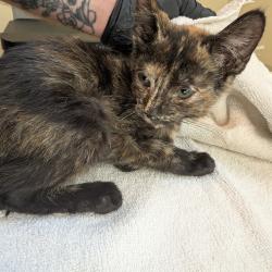 Shelter Stray Female Cat last seen , 361 S Raymond Ave, Pasadena, CA 91105, USA
