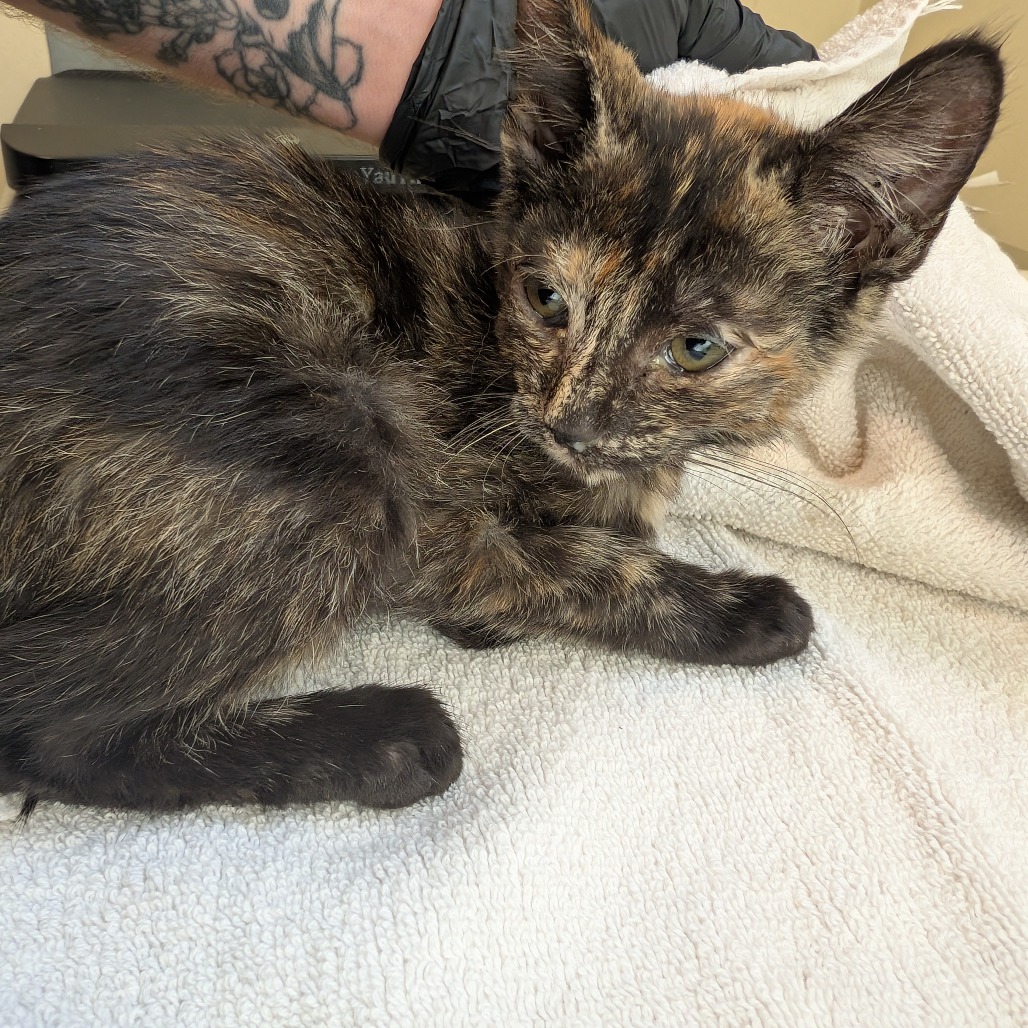 Shelter Stray Female Cat last seen , 361 S Raymond Ave, Pasadena, CA 91105, USA