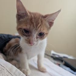 Shelter Stray Female Cat last seen , 361 S Raymond Ave, Pasadena, CA 91105, USA