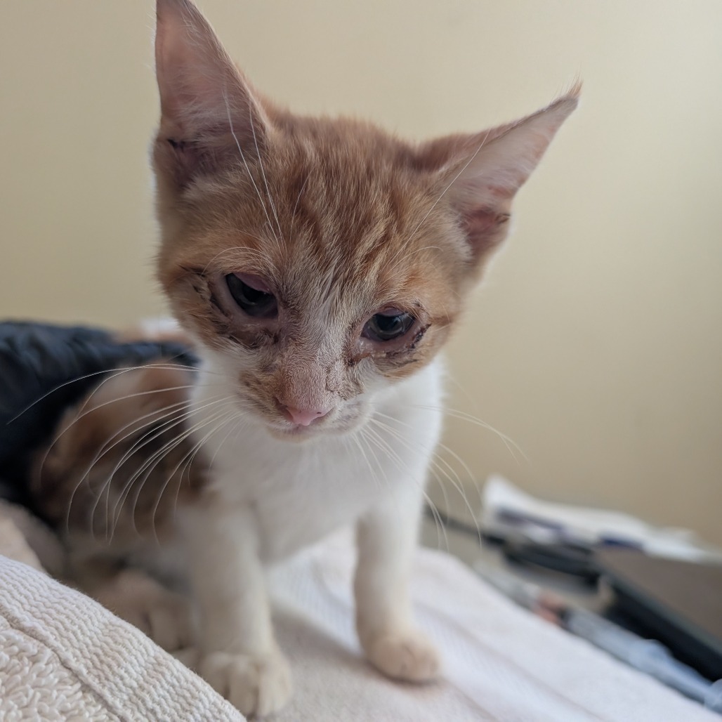 Shelter Stray Female Cat last seen , 361 S Raymond Ave, Pasadena, CA 91105, USA