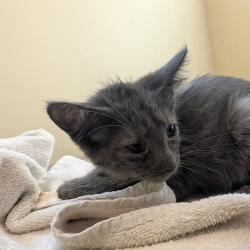 Shelter Stray Male Cat last seen , 361 S Raymond Ave, Pasadena, CA 91105, USA