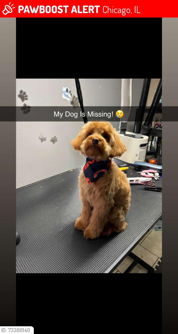Lost Male Dog last seen KingDrive, Chicago, IL 60619