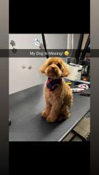 Lost Male Dog last seen KingDrive, Chicago, IL 60619