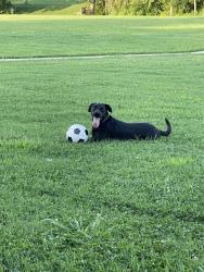Reunited Male Dog last seen University Road, Collegedale, TN 37363