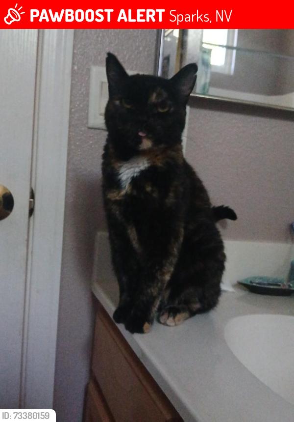 Lost Female Cat last seen By the Safeway on vista, Sparks, NV 89434