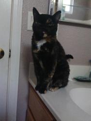 Lost Female Cat last seen By the Safeway on vista, Sparks, NV 89434