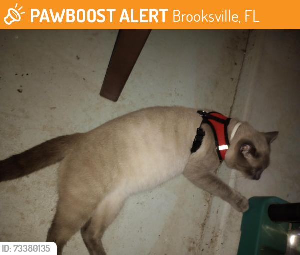 Found/Stray Unknown Cat last seen Midtown Court, Brooksville, FL 34601