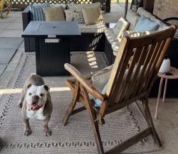 Reunited Male Dog last seen Stonybrook, North Richland Hills, TX 76182