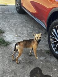 Found/Stray Male Dog last seen Octavia st. & Sutter st., Oakland, CA 94619
