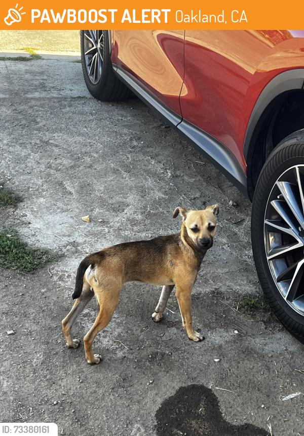 Found/Stray Male Dog last seen Octavia st. & Sutter st., Oakland, CA 94619