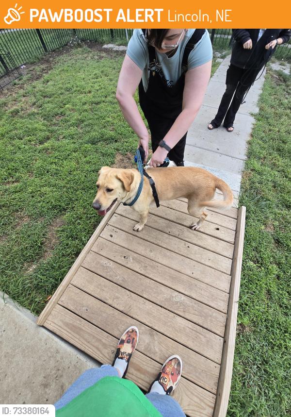 Found/Stray Female Dog last seen 29th and fair, Lincoln, NE 68503