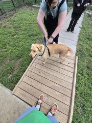 Found/Stray Female Dog last seen 29th and fair, Lincoln, NE 68503