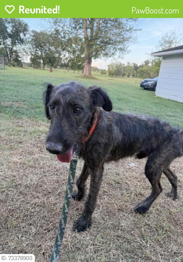 Reunited Male Dog last seen Southside Drive, Maryville, Blount County, TN 37801