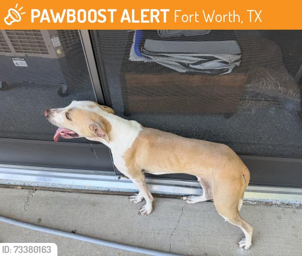 Found/Stray Male Dog last seen Cedar Hollow Drive Fort Worth, Fort Worth, TX 76244