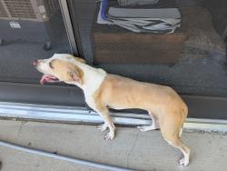 Found/Stray Male Dog last seen Cedar Hollow Drive Fort Worth, Fort Worth, TX 76244