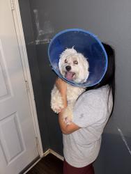 Reunited Male Dog last seen Royal Burgess Dr, Fort Worth, TX 76135, USA, Fort Worth, TX 76135