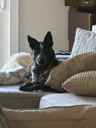 Reunited Female Dog last seen Aspara drive, Clayton, CA 94517