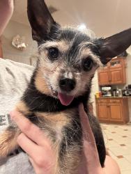 Reunited Male Dog last seen Mountain rd between Timberline dr, Roxbury Township, NJ 07836