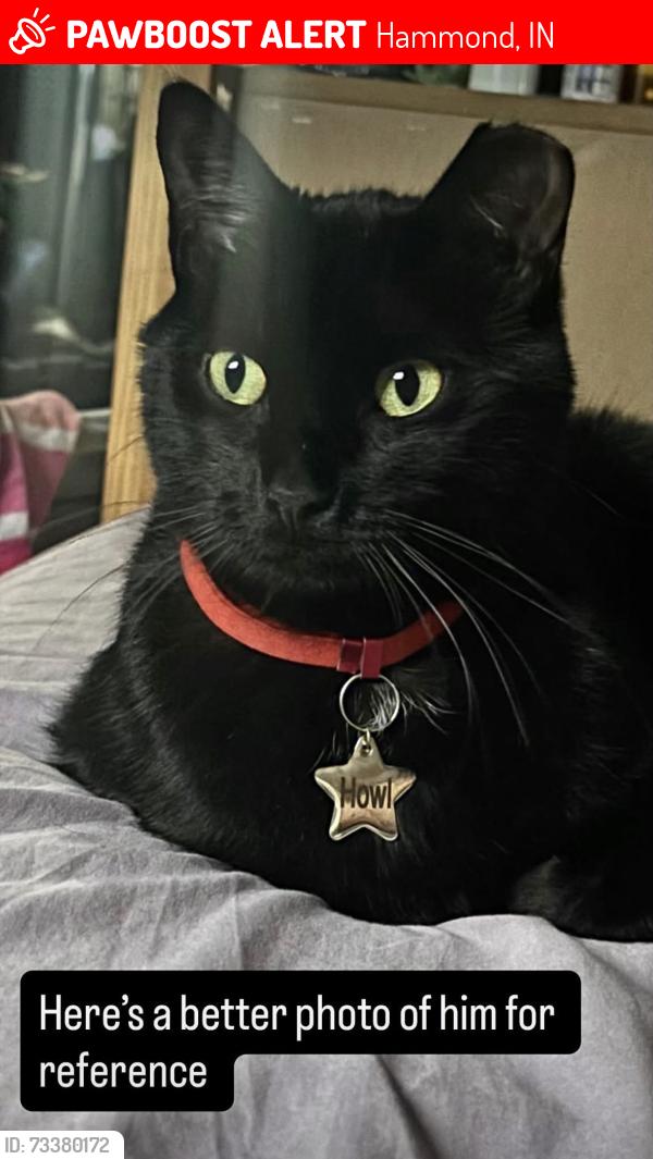 Lost Male Cat last seen 169th and Van Buren, Hammond, IN 46324