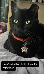 Lost Male Cat last seen 169th and Van Buren, Hammond, IN 46324