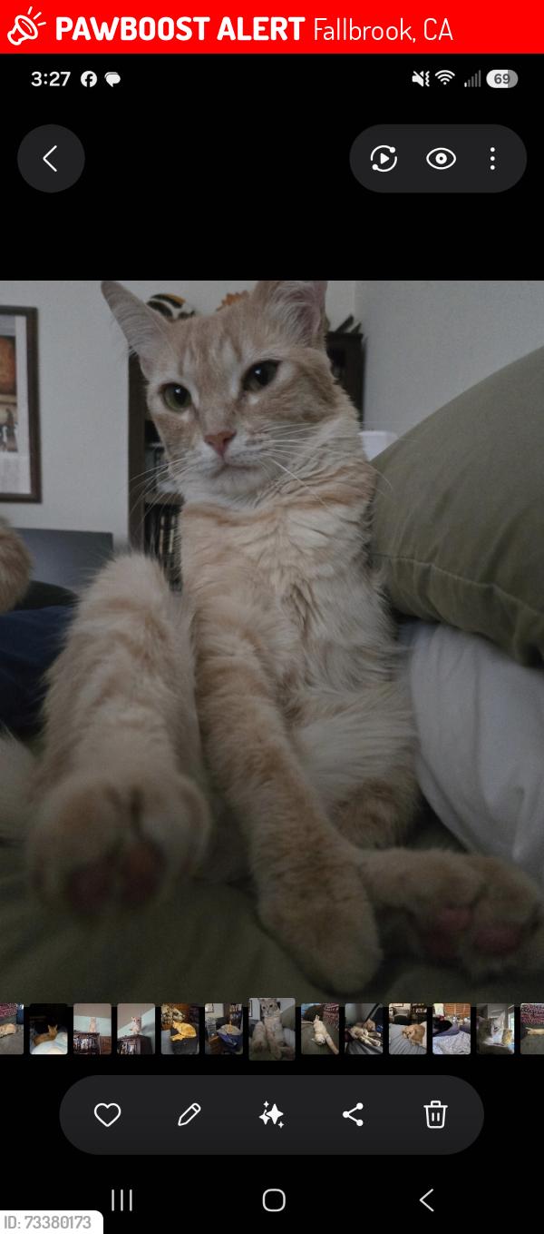 Lost Male Cat last seen Merida Avenue, Hill St. Fallbrook, CA, Fallbrook, CA 92028