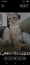 Lost Male Cat last seen Merida Avenue, Hill St. Fallbrook, CA, Fallbrook, CA 92028
