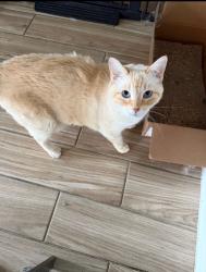 Lost Female Cat last seen Harper’s Preserve, Shenandoah, TX 77385