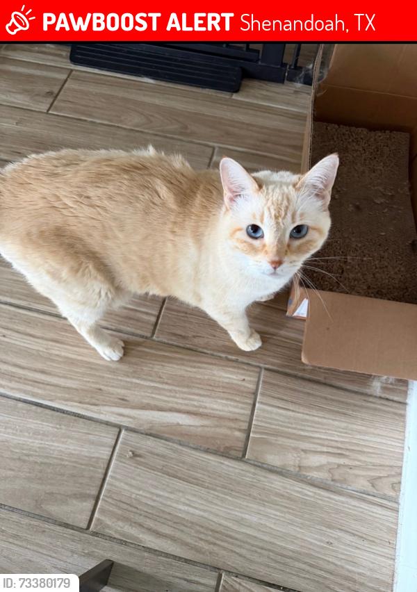 Lost Female Cat last seen Harper’s Preserve, Shenandoah, TX 77385