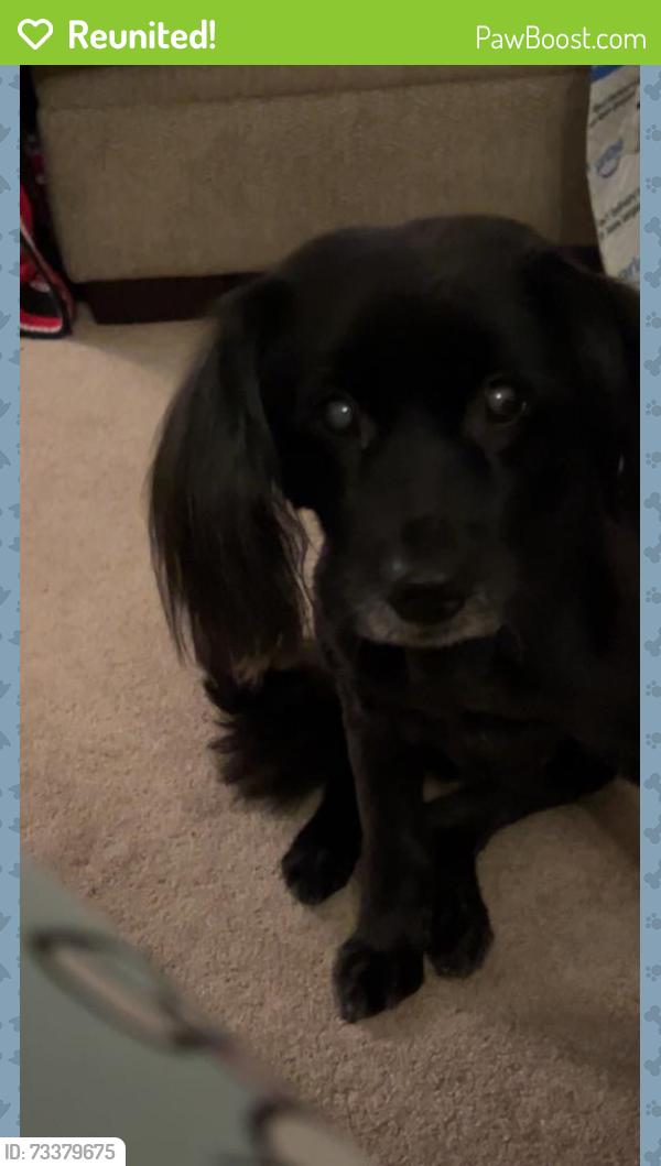Reunited Female Dog last seen By Hempstead gardens, West Hempstead, NY 11552