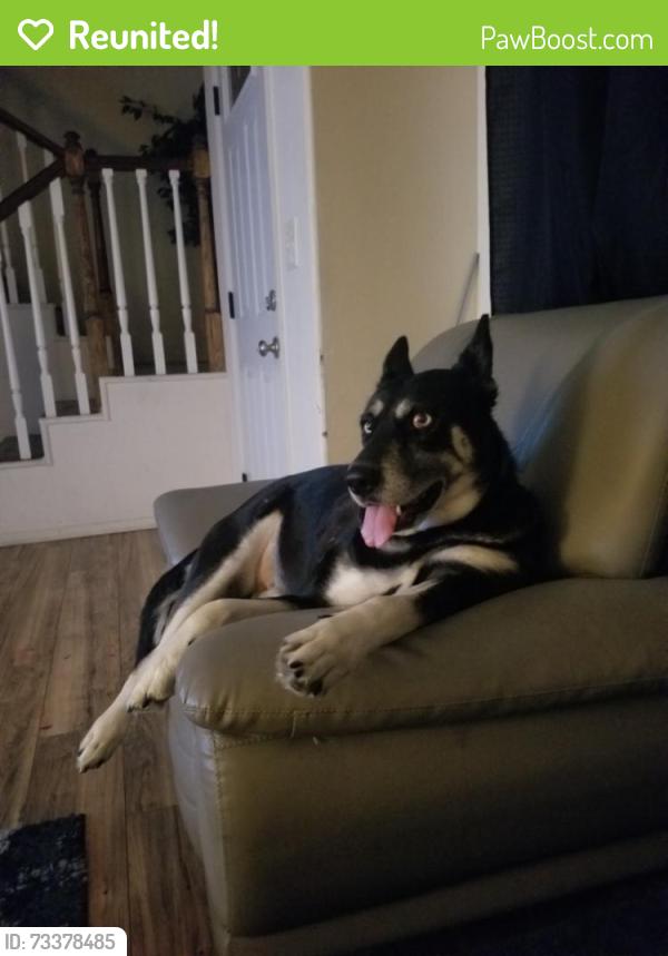 Reunited Female Dog last seen Hyatt St, San Diego, CA 92111, USA, San Diego, CA 92111