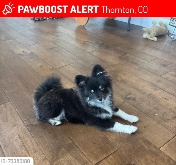 Lost Male Dog last seen Emporia and e 143rd way, Thornton, CO 80602