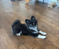 Lost Male Dog last seen Emporia and e 143rd way, Thornton, CO 80602