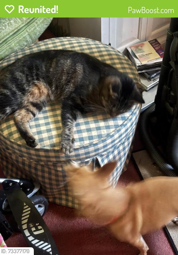 Reunited Female Cat last seen Lincoln Ave, Wilmington, DE 19808