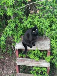 Lost Male Cat last seen Scott street and Bunting, St. Catharines, ON 