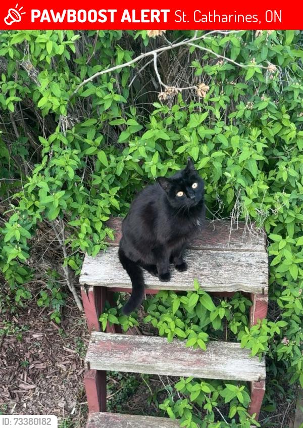 Lost Male Cat last seen Scott street and Bunting, St. Catharines, ON 