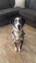 Lost Female Dog last seen Antioch babtist church, Lancaster, SC 29720