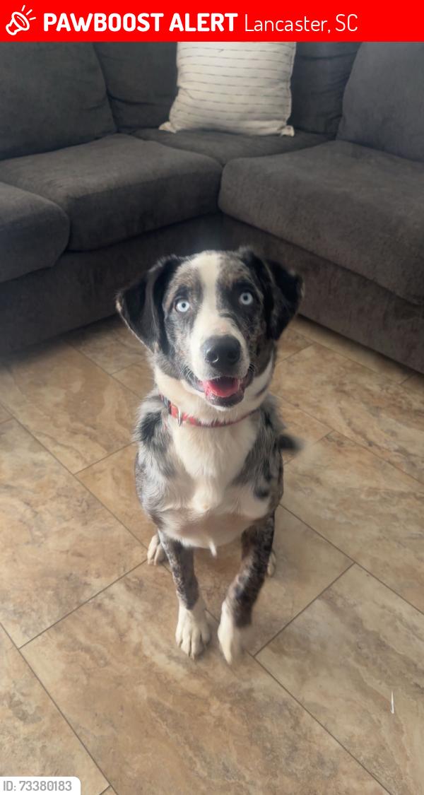 Lost Female Dog last seen Antioch babtist church, Lancaster, SC 29720