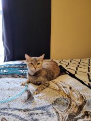 Found/Stray Female Cat last seen Near Burger King on Mcloughlin Blvd, Oak Grove, OR 97267