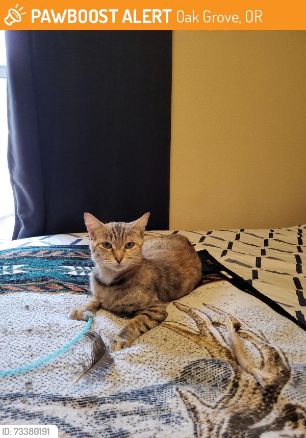 Found/Stray Female Cat last seen Near Burger King on Mcloughlin Blvd, Oak Grove, OR 97267