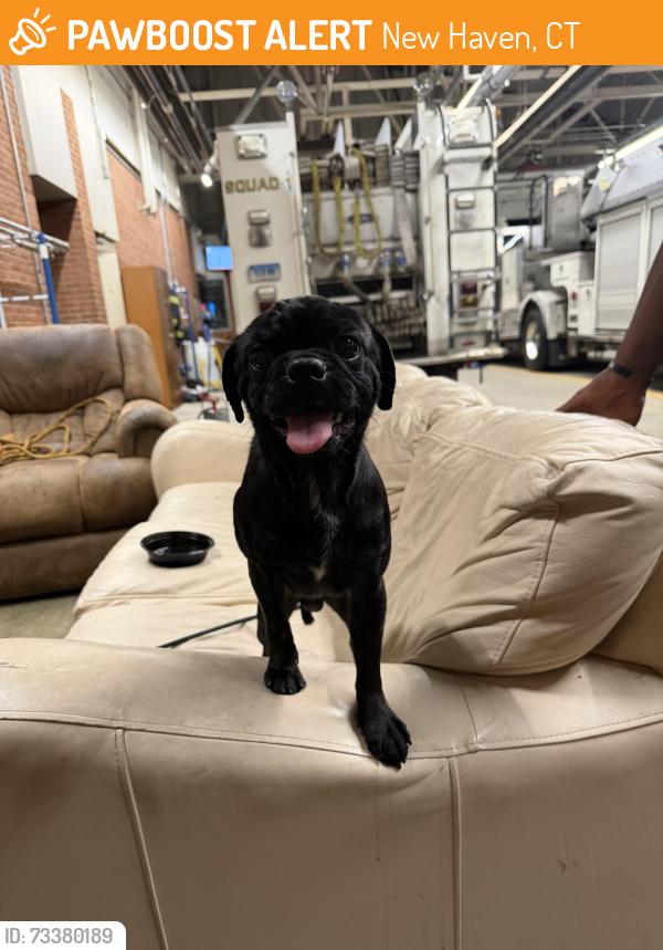 Found/Stray Male Dog last seen Near howard ave new haven, New Haven, CT 06519