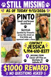 Lost Female Dog last seen Clover and Pine off of Westlake Dr Valhalla NY, Valhalla, NY 10595