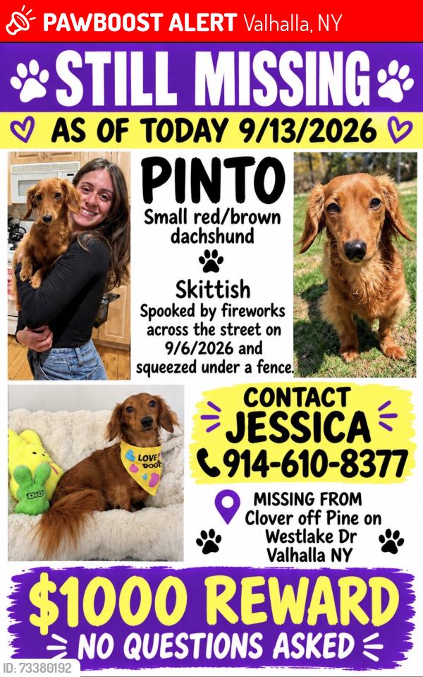 Lost Female Dog last seen Clover and Pine off of Westlake Dr Valhalla NY, Valhalla, NY 10595