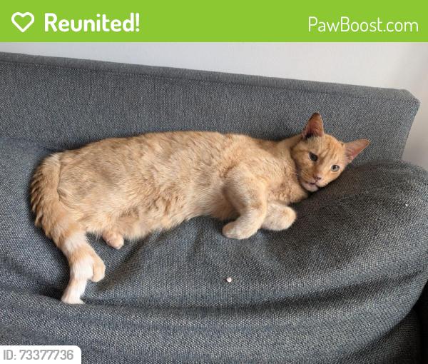 Reunited Male Cat last seen Monroe center area, Hoboken, NJ 07030