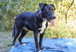 Reunited Female Dog last seen New Hope Rd, Aubrey, TX 76227