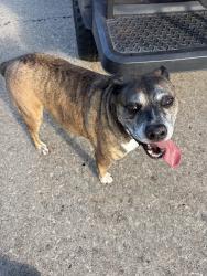 Found/Stray Male Dog last seen Wellspring, Weston Lakes, TX 77441
