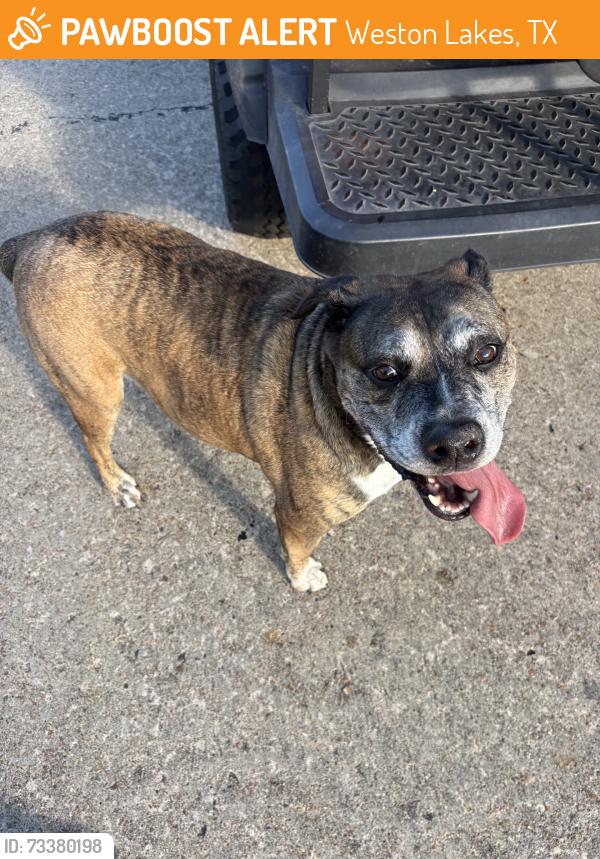 Found/Stray Male Dog last seen Wellspring, Weston Lakes, TX 77441